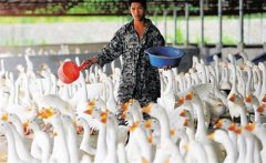 肉鵝育肥如何選擇品種？冬季肉鵝的育肥方法