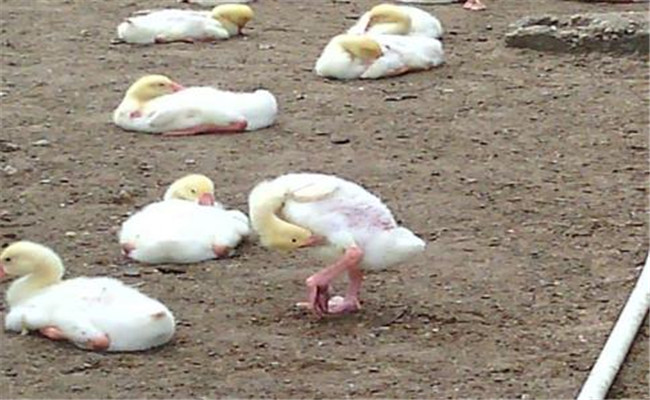 雛鵝葡萄球菌病的癥狀、診斷方法和防治措施