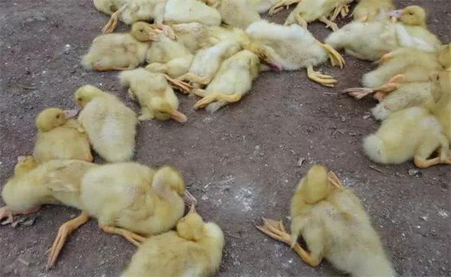 鵝白痢的癥狀、特點(diǎn)與預(yù)防治療方法