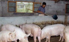 沼液喂豬的好處有哪些，怎樣利用沼液喂豬？