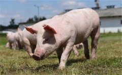 礦物質(zhì)過(guò)量對(duì)豬體的影響有哪些？