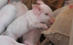 如何提高二元雜交豬的配種率、產(chǎn)仔率？