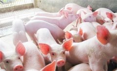 生豬免疫接種注意事項，這七錯誤絕不能犯