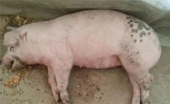 怎樣防治豬李氏桿菌病，本病有哪些癥狀表現(xiàn)？