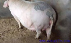 妊娠母豬夏季為什么流產(chǎn)多，妊娠母豬如何度夏