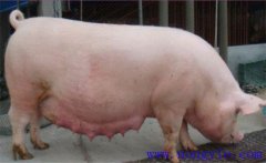 母豬產(chǎn)前如何喂養(yǎng)？臨產(chǎn)母豬飼養(yǎng)管理技術要點