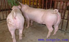 母豬產(chǎn)科疾病的癥狀表現(xiàn)、發(fā)病原因及治療方法