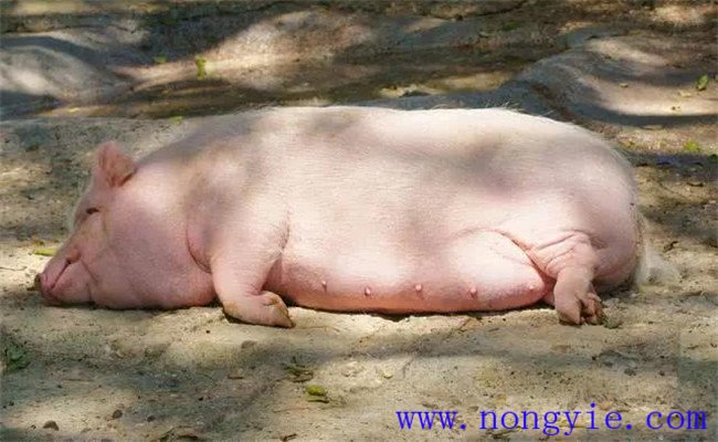 母豬產(chǎn)程過長(zhǎng)的原因是什么