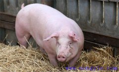 夏季母豬如何加強(qiáng)飼養(yǎng)管理，預(yù)防發(fā)生應(yīng)激反應(yīng)