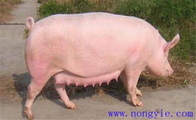 調(diào)整飼料，加強(qiáng)飼養(yǎng)管理