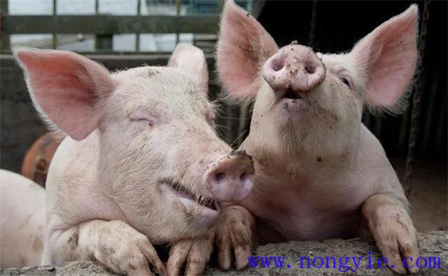 母豬生產(chǎn)繁殖應(yīng)激的防治要點(diǎn)