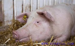 母豬分娩前如何飼養(yǎng)管理？