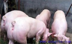 怎樣管理后備母豬？以下四點(diǎn)要把握好！