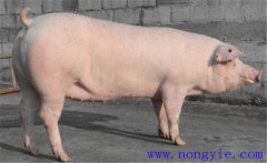 如何給子豬斷奶后的空懷母豬催情？