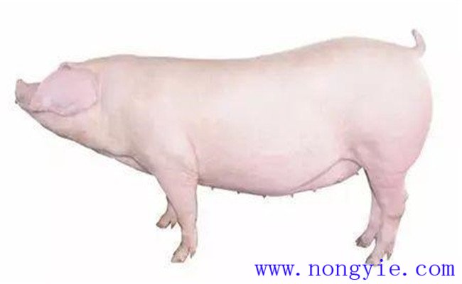 怎樣選擇后備母豬？挑選后備母豬的技術(shù)要點(diǎn)
