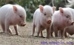 如何治療斷奶仔豬應(yīng)激性腹瀉，發(fā)病原因是什么