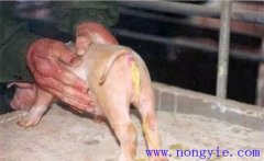 如何預(yù)防與治療仔豬紅痢、仔豬黃痢與仔豬白痢