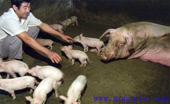 假死仔豬急救的十大方法，新生仔豬假死怎么辦