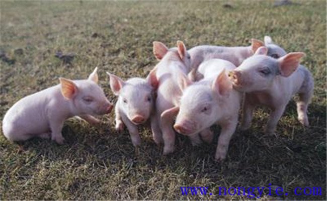 要注意做好防壓、保溫