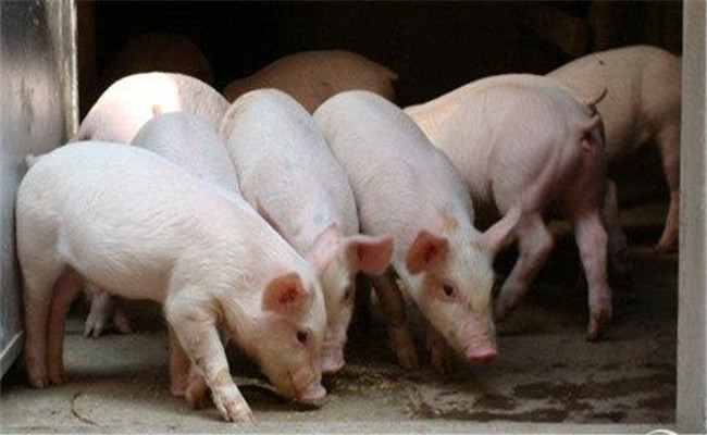 怎樣挑選仔豬，購買仔豬需要