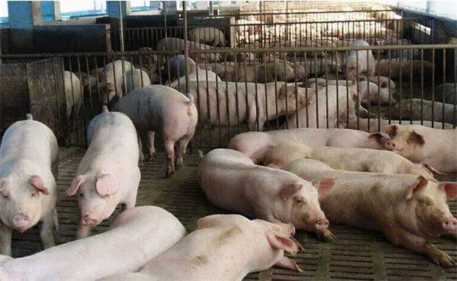 怎樣提高豬舍溫度，為仔豬提供干凈的圈舍環(huán)境