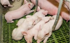 仔豬白痢的治療與預(yù)防，仔豬新生期下痢新療法