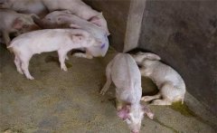 仔豬腹瀉原因是什么，仔豬腹瀉有哪些類型？
