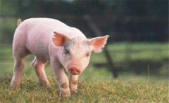 怎樣增加有益微生物菌群、保護仔豬腸道