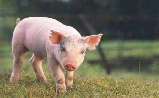 怎樣增加有益微生物菌群、保護(hù)仔豬腸道