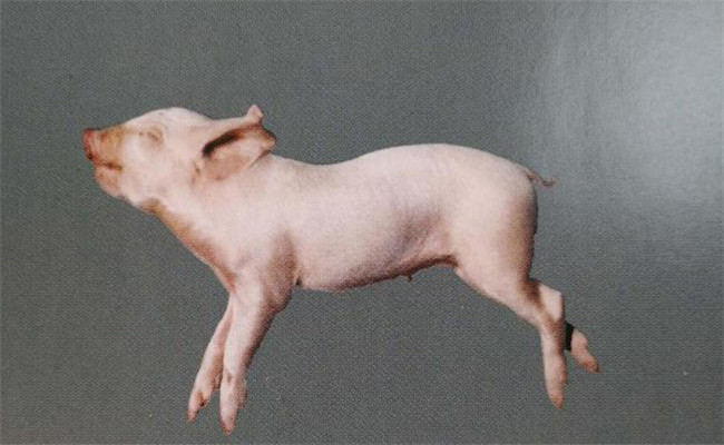 豬李氏桿菌病的流行特點(diǎn)、臨床癥狀與防治方法