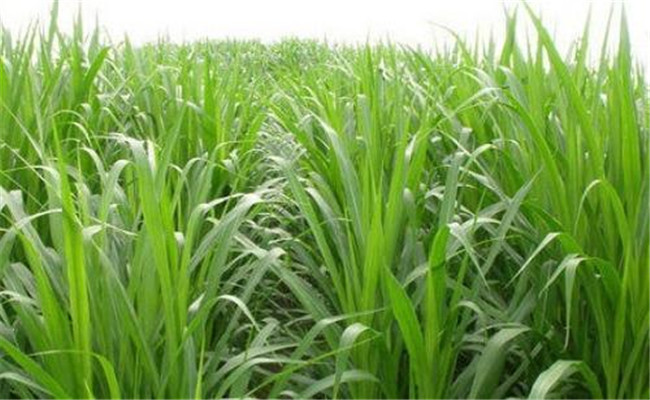 如何用牧草喂養(yǎng)畜禽？畜禽飼養(yǎng)中牧草的選用