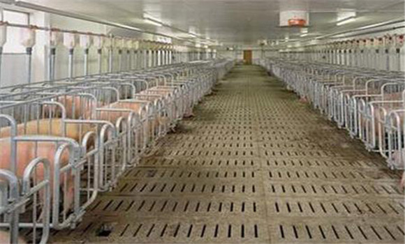 規(guī)?；B(yǎng)豬應(yīng)具備的條件