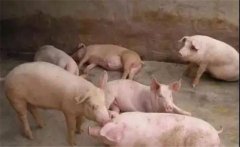 豬喘氣病的預(yù)防措施，豬喘氣病的疫苗免疫問題