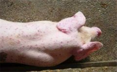 如何診斷豬弓形蟲?。控i弓形蟲病診斷技術(shù)要點(diǎn)