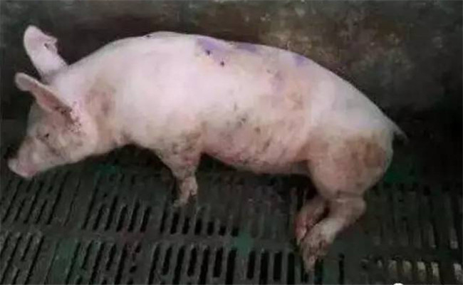 剖檢?。ㄋ溃┴i