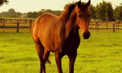 馬、驢、騾子的區(qū)別