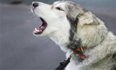 怎樣判斷母狗是否發(fā)情，以確定合適的配種日期