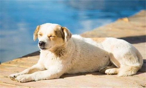 怎樣養(yǎng)好老齡犬，養(yǎng)殖老齡犬應(yīng)注意哪些問(wèn)題