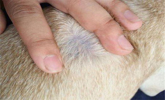 犬疥螨病怎么預防