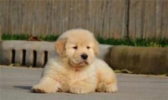 個(gè)人家庭購犬應(yīng)注意哪些問題？