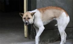 狗都怕什么？犬在什么情況下會(huì)表現(xiàn)出恐懼感