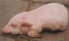 豬水腫、鏈球菌、偽狂犬的鑒別診斷及防治方法