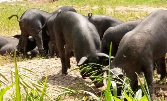 豬、牛食用新鮮玉米苗為什么會(huì)發(fā)生中毒