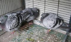 肉鴿常發(fā)病有哪些？如何防治？