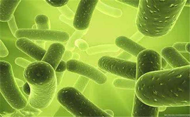 生態(tài)療法的內容