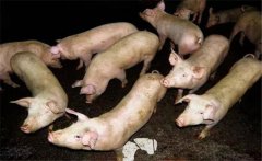 怎樣用蚯蚓喂豬、喂雞、喂鴨的方法