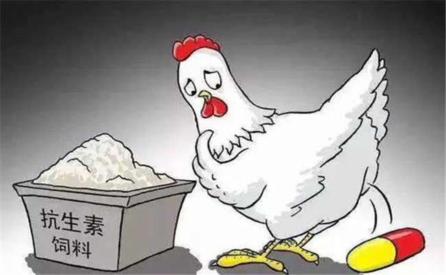 怎樣在飼料中添加抗生素？使用抗生素注意事項