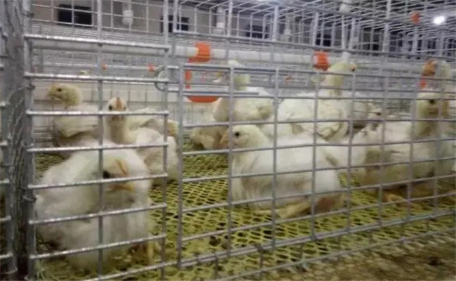 堅持隔離飼養(yǎng)，加強家禽保健與疾病防治