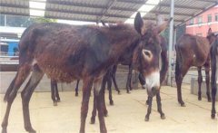 肉驢都有什么好品種？肉驢養(yǎng)殖技術(shù)的四個(gè)要點(diǎn)