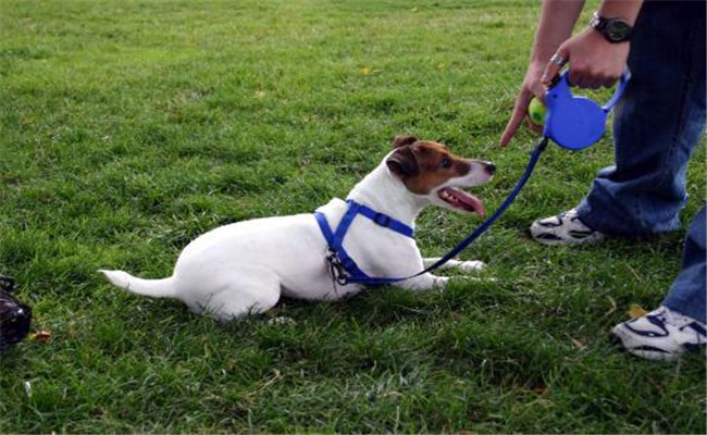 幼犬怎樣訓練？訓練幼犬的步驟與方法